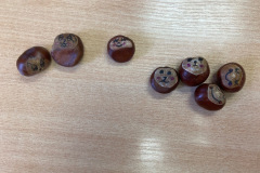 Kaštanohraní - 9.10.2025